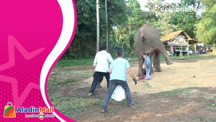 Hore! Seekor Gajah di Taman Satwa Lembah Hijau Lahirkan Bayi Gajah Jantan