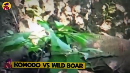 20 Disturbing Moments When Animals Rip Apart Their Prey And Eat It