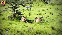 Top 45 Brutal Hunting Moments When Lions Took Down Mighty Animals