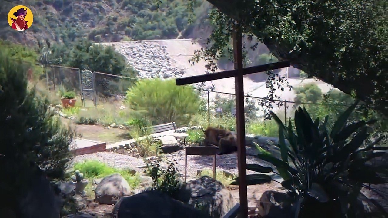 TOP 13 MYSTICAL MOMENTS WHEN BEARS WENT TOO FAR