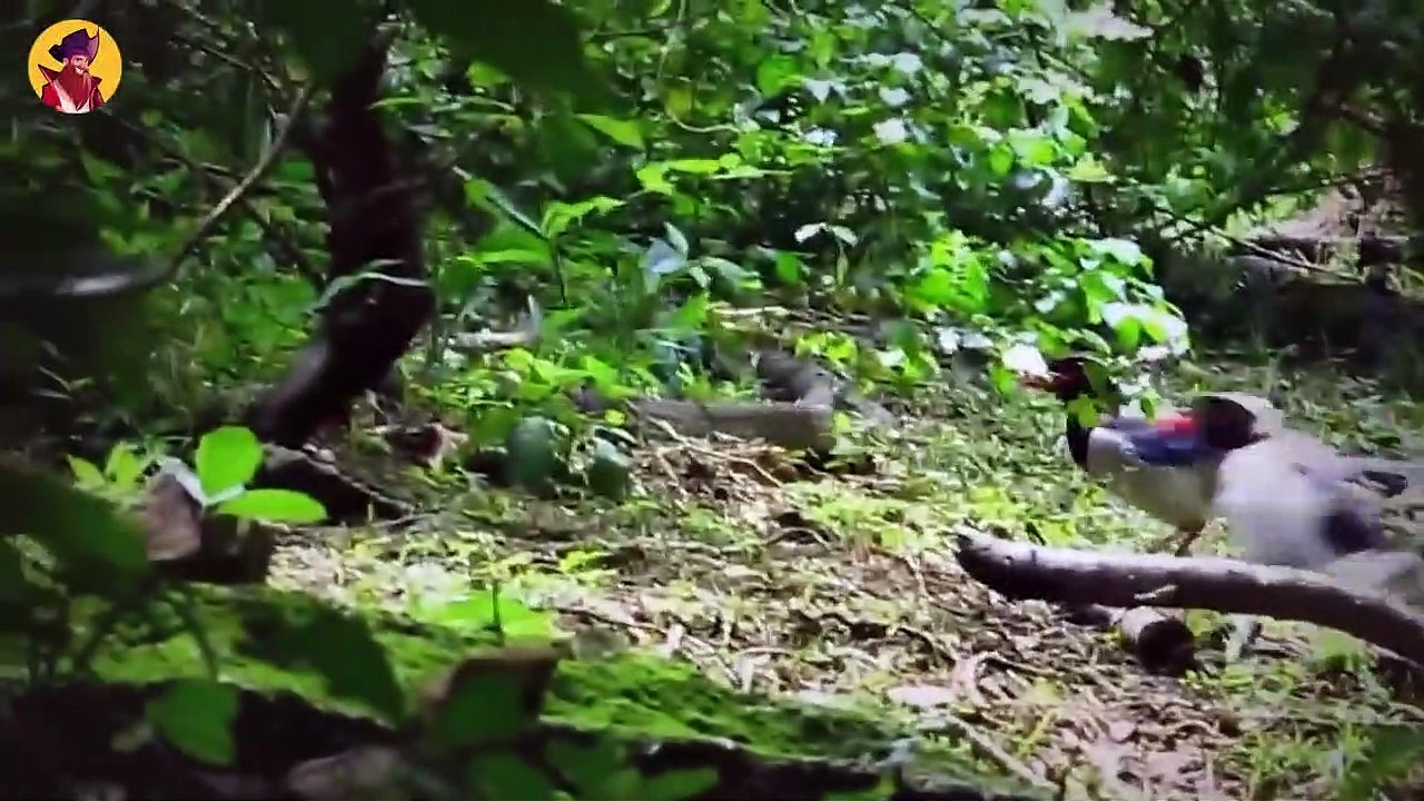 Top 35 Crazy Moments When Predators Showed Up Out Of Nowhere And Ripped ...