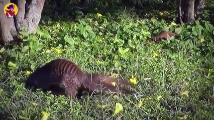 15 Merciless Moments When Snakes And Mongooses Became Gladiators