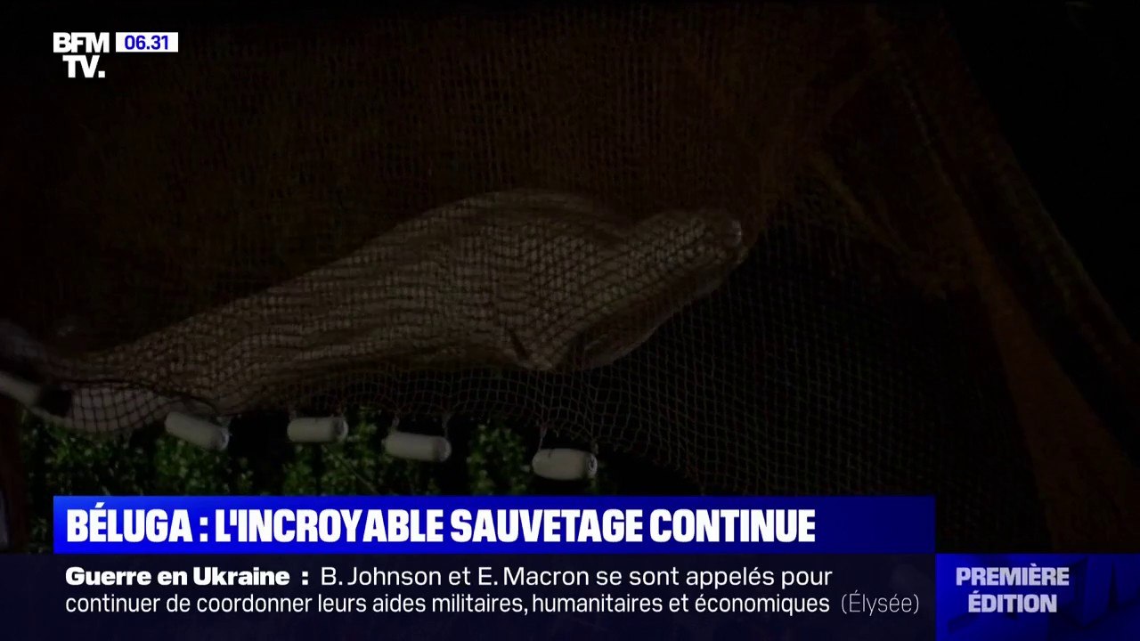 Comment le béluga égaré dans la Seine a été sorti de l'eau cette nuit