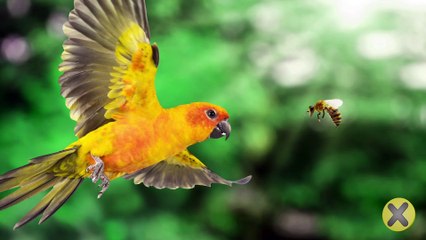 ¿Por qué las abejas mueren después de picar ☠️