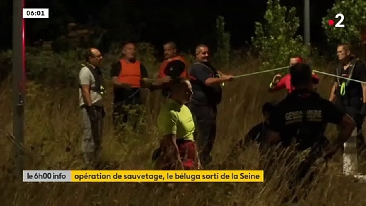 Opération sauvetage: Un peu après 4h ce matin, le Béluga a été sorti de l'eau : Regardez les images spectaculaires de cette opération qui s'est déroulée cette nuit - Vidéo