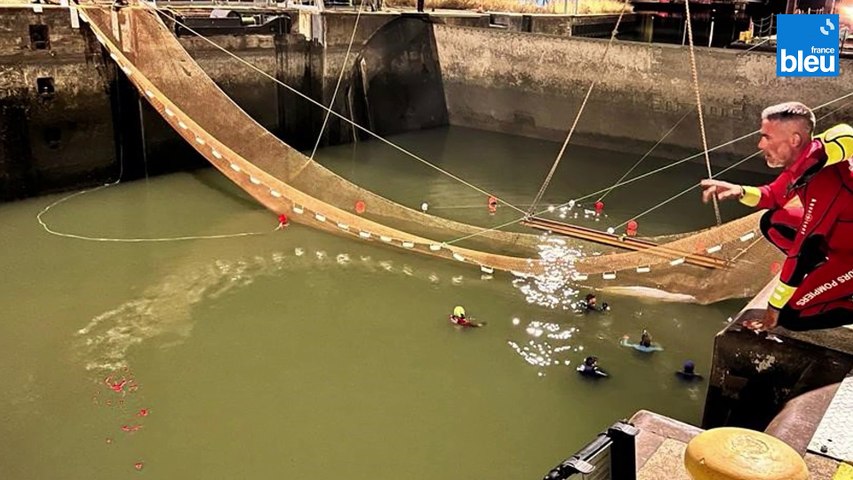 Le béluga perdu dans la Seine a été sorti de l'eau
