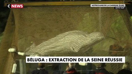 Béluga dans la Seine : l'animal a été sorti du fleuve et a passé des tests