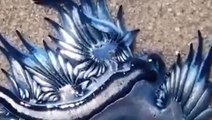 Sahilde nefes kesen görüntü! Nadir görülen bir tür mavi ejderha deniz kıyısına vurdu