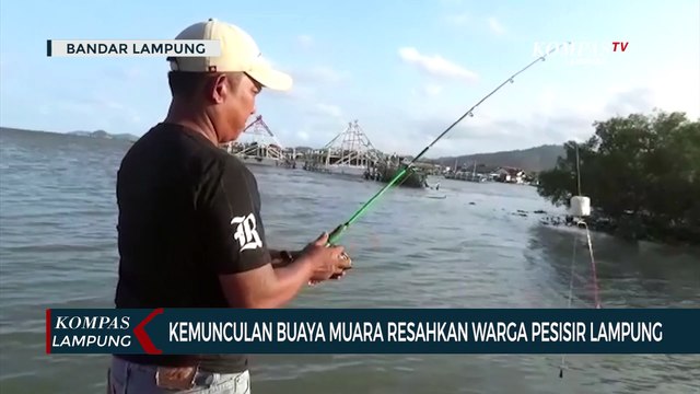 Kemunculan Buaya Muara Resahkan Warga Pesisir Lampung