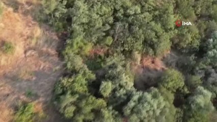 Araziye ekilen Hint keneviri dron ile tespit edildi