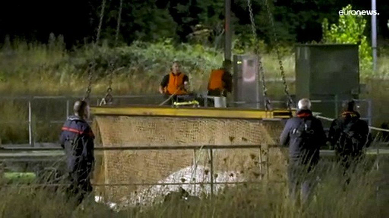 Es ist ein Männchen! Verirrter Belugawal in der Seine erfolgreich umgeladen