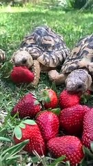 Sit back, relax and watch cute, tiny tortoises enjoying a massive bunch of strawberries 