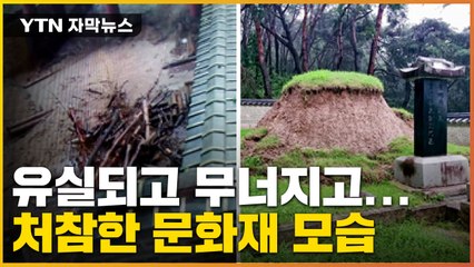 [자막뉴스] 400년 된 천연기념물도 부러졌다...기록적 폭우에 문화재 '신음' / YTN