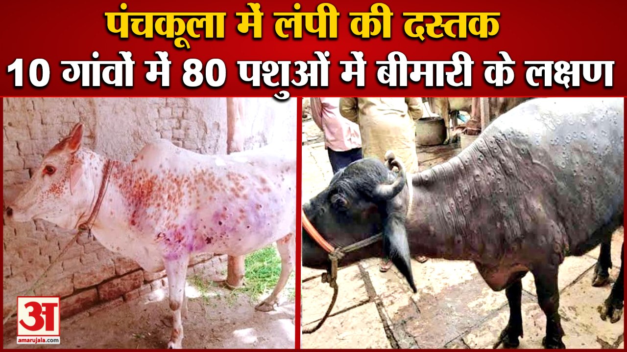 Symptoms Of Lumpy Virus Disease|Panchkula में लंपी की दस्तक,10 गांवों में 80 पशुओं में पाए गए लक्षण