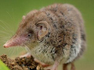 Schon 35 Infektionen: Neues Virus in China ausgebrochen