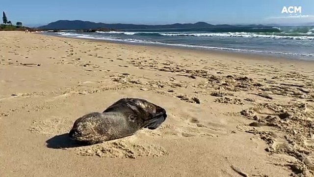 Injured fur seal pup | August 10, 2022 | The Macleay Argus