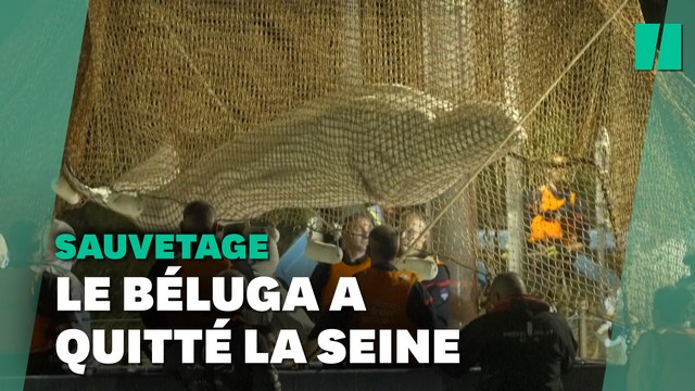 Après six heures de travail, le béluga égaré dans la Seine a été sorti de l'eau