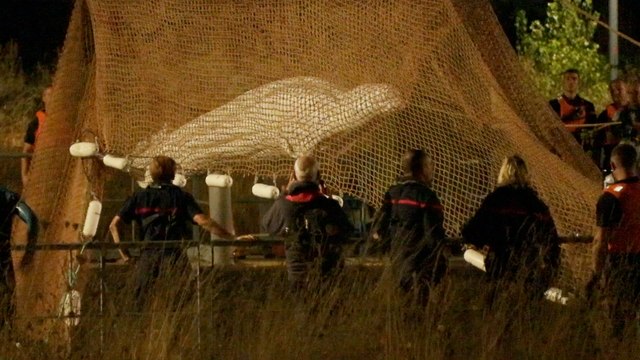 Le béluga qui s’était égaré dans la Seine est mort euthanasié