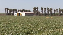 Aumentan los robos de melones de piel de sapo en Alicante