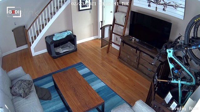 Ecco cosa fa il cane quando non siamo in casa : cucciolo ripreso dalla videocamera di sicurezza