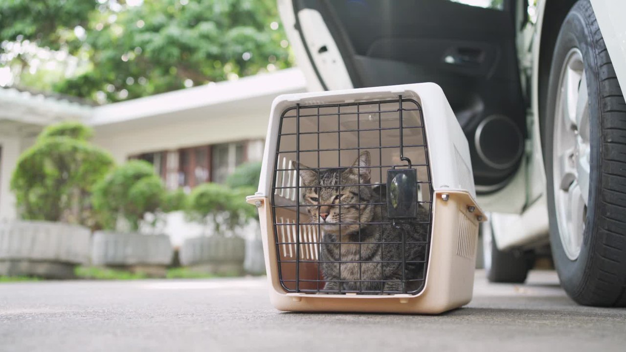 Comment choisir un chat en refuge ?