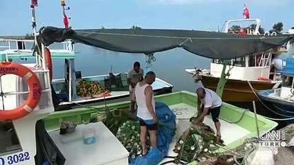 Balıkçıların umudu palamut!