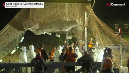Stranded beluga whale removed from France's Seine river