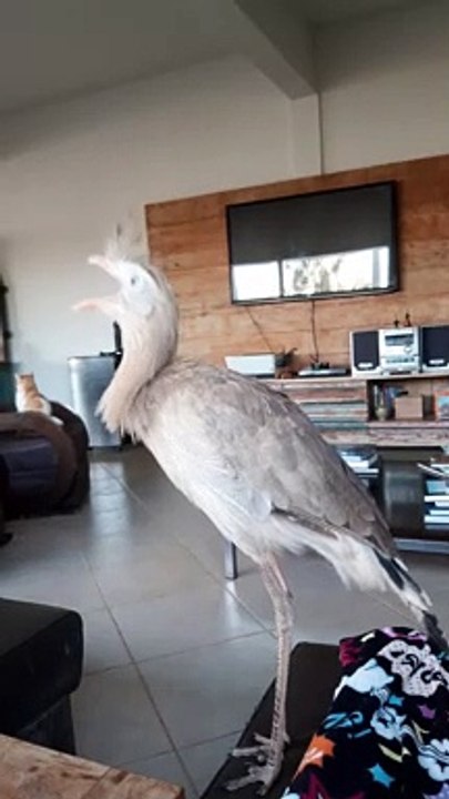 Siriema Sissi the Bird Sings When Owner Asks