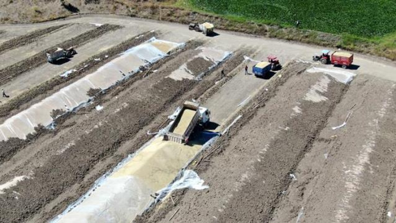 Buğday hasadında rekolte zirve yaptı, ambarlara sığmayan mahsul toprağa gömüldü