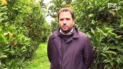 Missione arance: lotta contro mafia e spreco