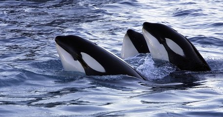 Les spectateurs de SeaWorld ont assisté à une violente attaque d'orques en plein spectacle