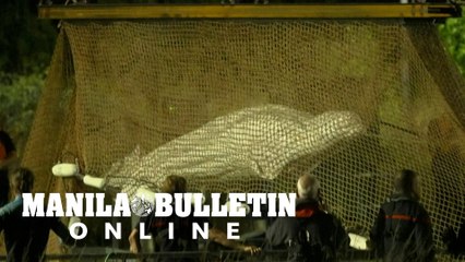 Stranded beluga whale removed from France's Seine river
