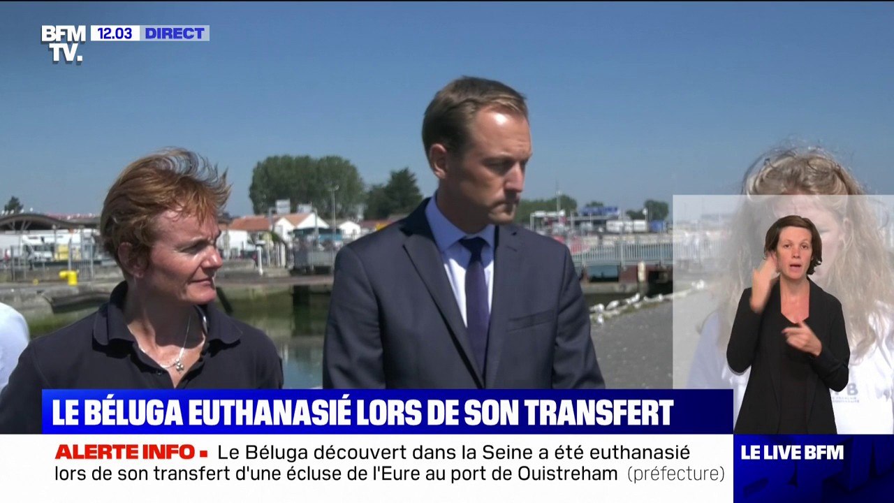 "Il était trop affaibli pour être remis à l'eau": la préfecture du Calvados s'exprime sur la mort du béluga