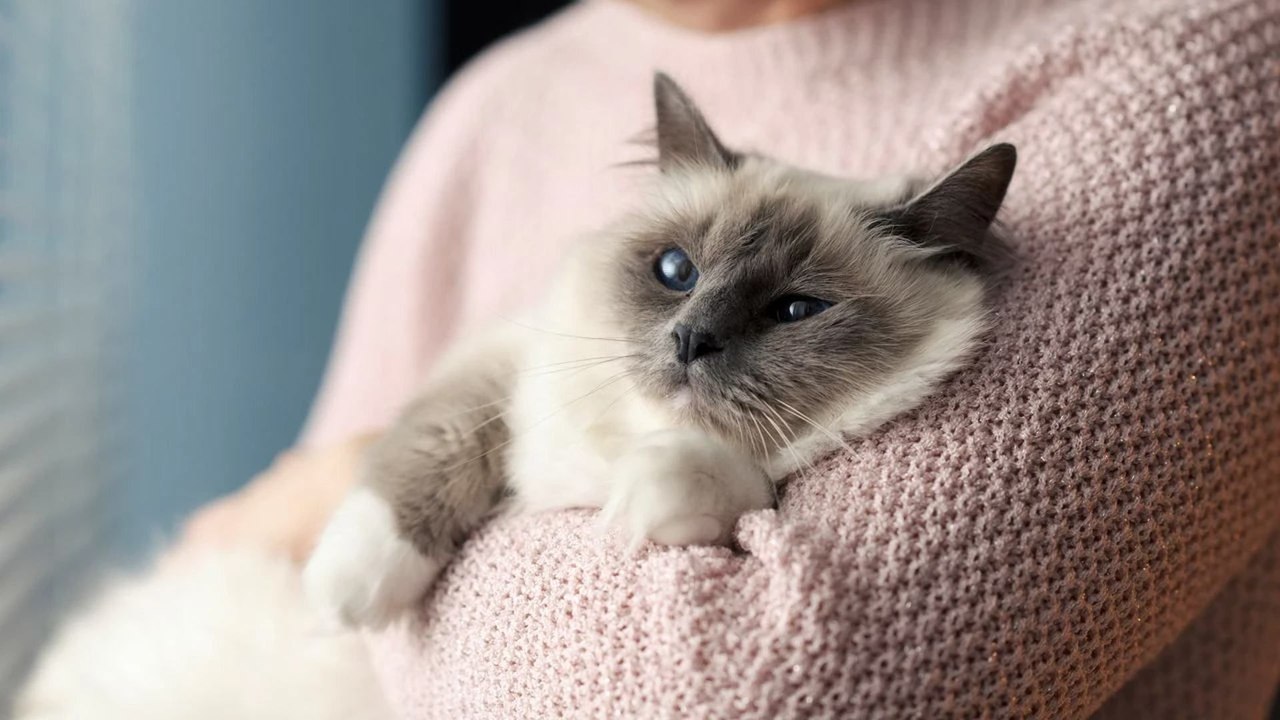 Sacré de Birmanie, Ragdoll, Maine Coon… Quelle est la race de chat préférée des Français ?