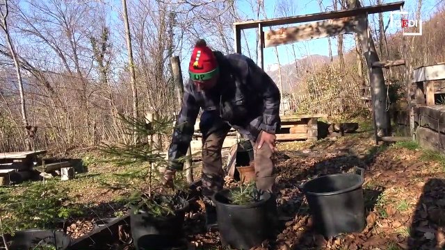 La fattoria che salva gli alberi di Natale