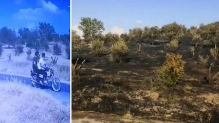 Nesin Vakfı'na ait Matematik Köyü'ndeki zeytinlik kundaklandı