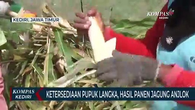 Cuaca Buruk, Hasil Panen Jagung Petani Anjlok Hingga 30 Persen