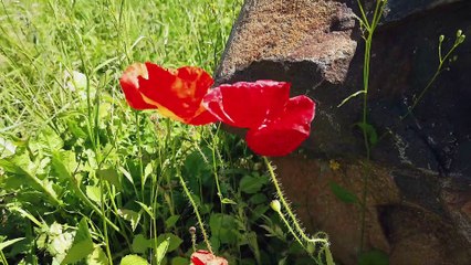 Weshalb sollte ich mich fürchten.......