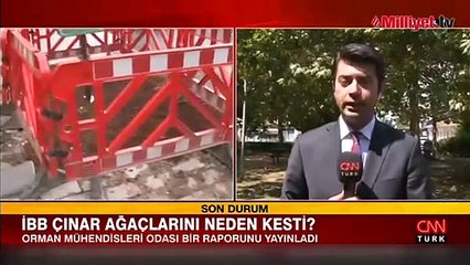 İBB'nin kestiği çınar ağaçlarıyla ilgili rapor çıktı! Bilinçli olarak kurutuldu