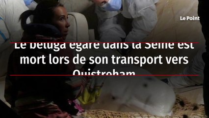 Le béluga égaré dans la Seine est mort lors de son transport vers Ouistreham