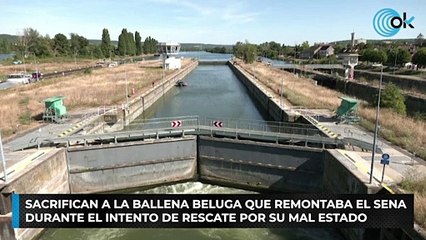 Sacrifican a la ballena beluga que remontaba el Sena durante el intento de rescate por su mal estado