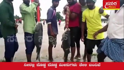 Davanagere| fish| lake| ಕೋಡಿ ಬಿದ್ದ ಕೆರೆ| 5 ರಿಂದ 10 ಕೆಜಿಯಷ್ಟು ತೂಕದ ಮೀನು| samar anews