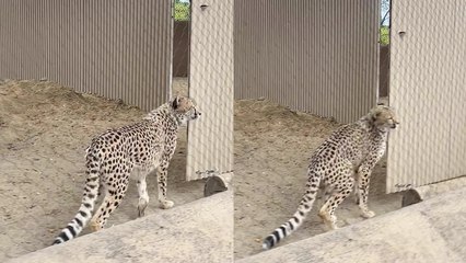 'Cheetah accidentally hits its head against door while looking for giraffes'