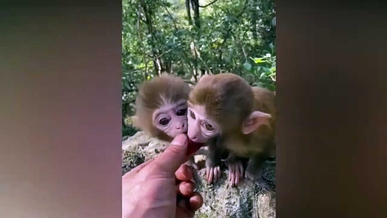 dog-vs-monkey-Funny-Animals-Video-2022_149