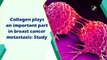 Collagen plays an important part in breast cancer metastasis: Study