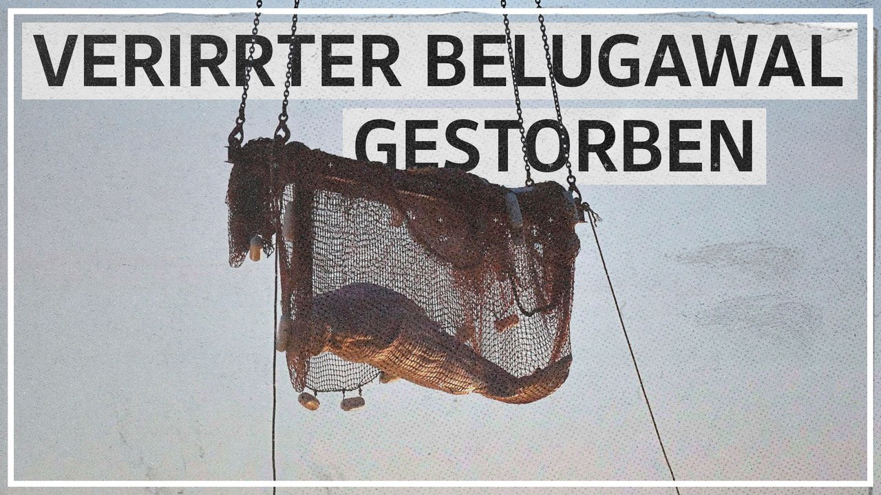 Verirrter Belugawal nach Rettungsaktion gestorben