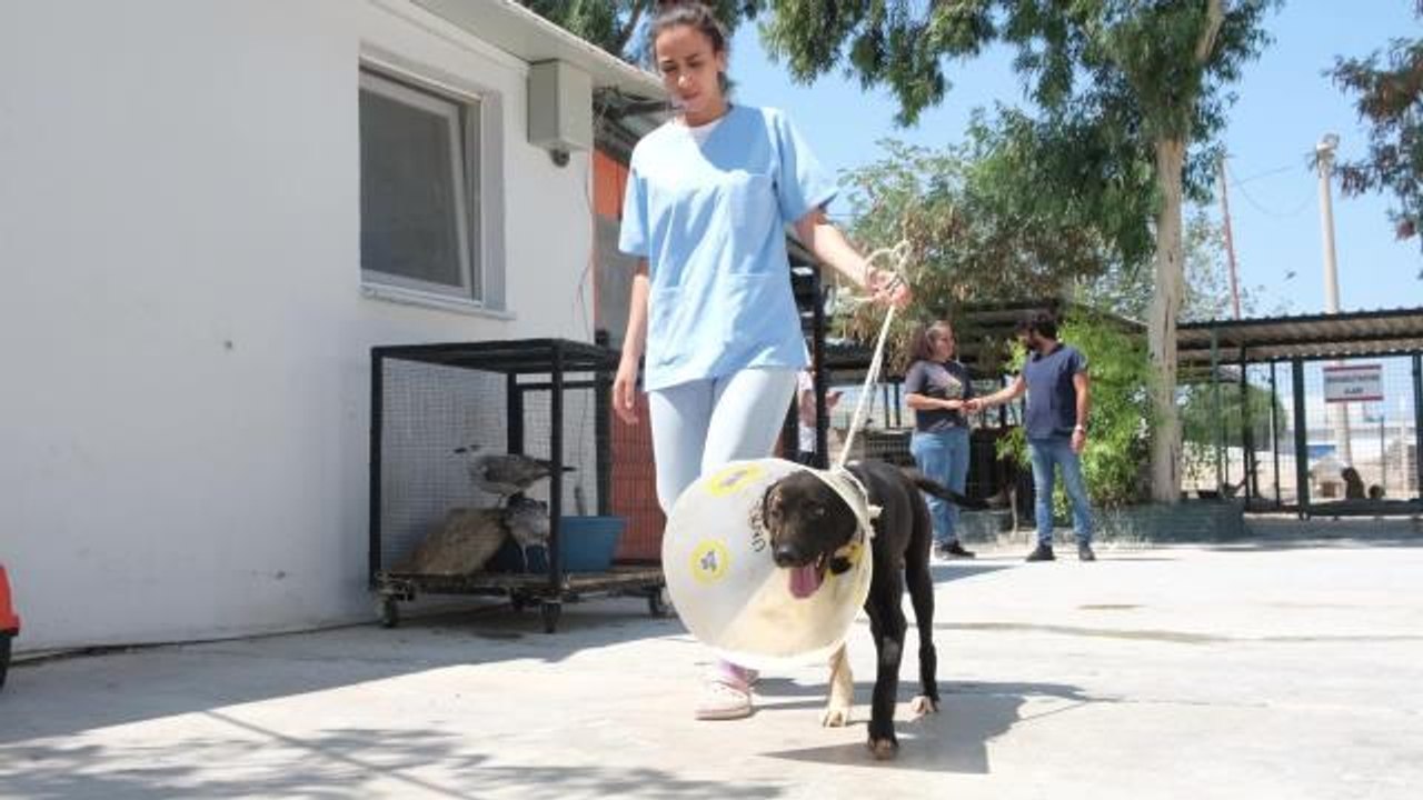 Aydın haberi | Didim Belediyesi Barınağı'nda Yüz Nakli Yapılan 'Maylo' Yeni Yuvasını Arıyor