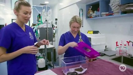 Wildlife Rescue Australia S01E01