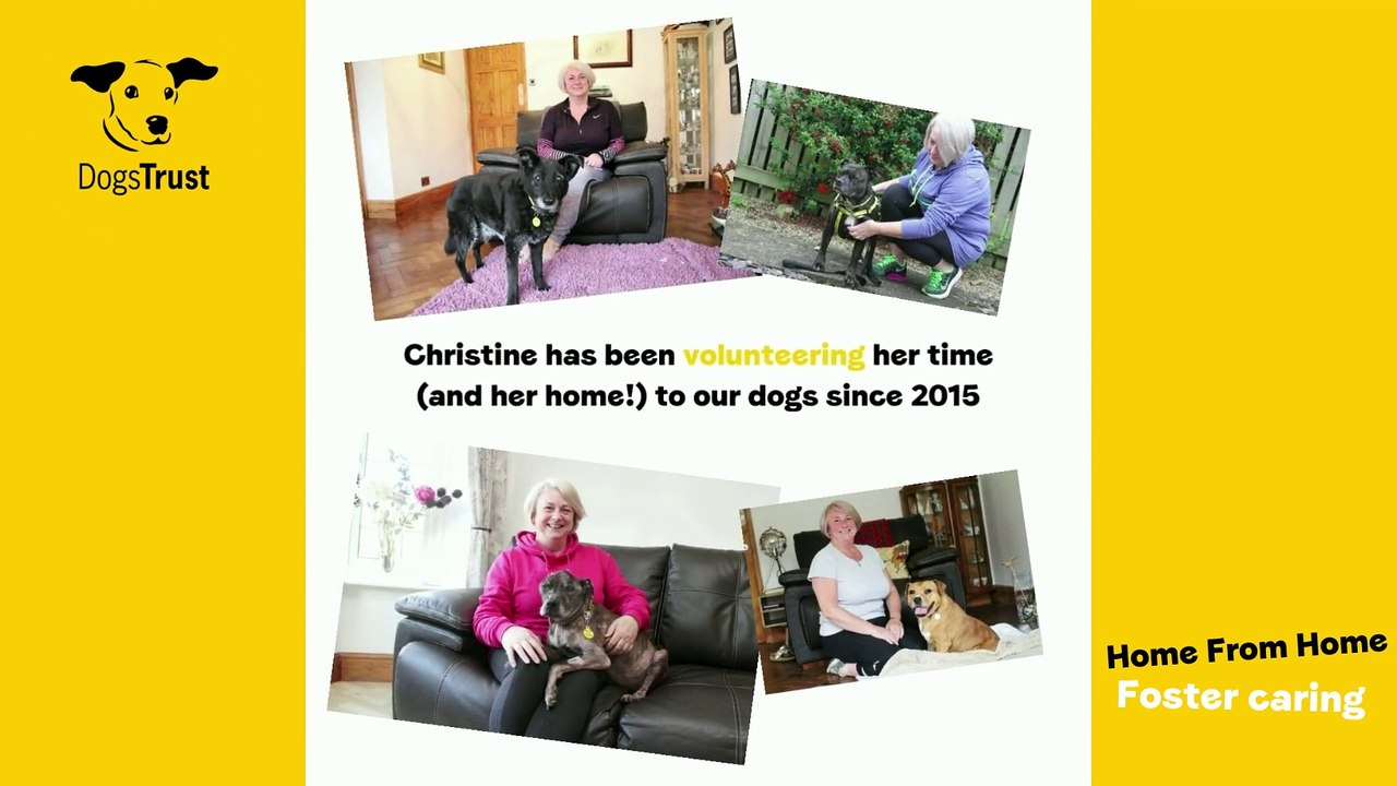 Dogs Trust Leeds - Home from Home Foster Carer appeal