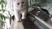Cute cat playing piano |cats playing |funny videos